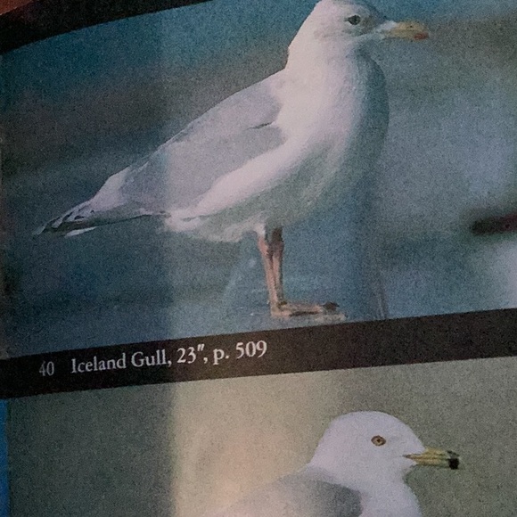 National Audubon Society Field Guide to North American Birds : Eastern Region EC - Picture 12 of 16